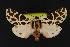  (Cymbalophora pudica - CNCNoctuoidea13644)  @15 [ ] Unspecified (default): All Rights Reserved  Unspecified Unspecified