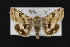  (Heliothis ononis - CNC LEP00052428)  @14 [ ] Unspecified (default): All Rights Reserved  Unspecified Unspecified