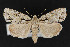  (Acronicta lepetita - CNCLEP 69793)  @14 [ ] CreativeCommons - Attribution Non-Commercial Share-Alike (2010) Canadian National Collection of Insects, Arachnids and Nematodes Canadian National Collection of Insects, Arachnids and Nematodes