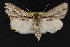  (Acronicta browni - CNCLEP 69799)  @13 [ ] CreativeCommons - Attribution Non-Commercial Share-Alike (2010) Canadian National Collection of Insects, Arachnids and Nematodes Canadian National Collection of Insects, Arachnids and Nematodes