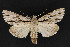  (Acronicta sp - CNCLEP 69802)  @15 [ ] CreativeCommons - Attribution Non-Commercial Share-Alike (2010) Canadian National Collection of Insects, Arachnids and Nematodes Canadian National Collection of Insects, Arachnids and Nematodes