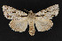  (Acronicta sp - CNCLEP 69806)  @15 [ ] CreativeCommons - Attribution Non-Commercial Share-Alike (2010) Canadian National Collection of Insects, Arachnids and Nematodes Canadian National Collection of Insects, Arachnids and Nematodes