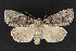  (Acronicta tristis - CNCLEP 69877)  @14 [ ] CreativeCommons - Attribution Non-Commercial Share-Alike (2010) Canadian National Collection of Insects, Arachnids and Nematodes Canadian National Collection of Insects, Arachnids and Nematodes