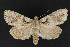  (Acronicta ovata - CNCLEP 69885)  @14 [ ] CreativeCommons - Attribution Non-Commercial Share-Alike (2010) Canadian National Collection of Insects, Arachnids and Nematodes Canadian National Collection of Insects, Arachnids and Nematodes