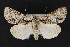  (Acronicta mansueta - CNCLEP 70031)  @15 [ ] CreativeCommons - Attribution Non-Commercial Share-Alike (2010) Canadian National Collection of Insects, Arachnids and Nematodes Canadian National Collection of Insects, Arachnids and Nematodes