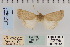  ( - CNCLEP 79810)  @13 [ ] CreativeCommons - Attribution Non-Commercial Share-Alike (2010) Canadian National Collection of Insects, Arachnids and Nematodes Canadian National Collection of Insects, Arachnids and Nematodes