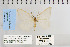  ( - CNCLEP 79986)  @12 [ ] CreativeCommons - Attribution Non-Commercial Share-Alike (2010) Canadian National Collection of Insects, Arachnids and Nematodes Canadian National Collection of Insects, Arachnids and Nematodes