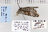  ( - CNCLEP 80119)  @13 [ ] CreativeCommons - Attribution Non-Commercial Share-Alike (2010) Canadian National Collection of Insects, Arachnids and Nematodes Canadian National Collection of Insects, Arachnids and Nematodes