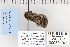  ( - CNCLEP 80132)  @13 [ ] CreativeCommons - Attribution Non-Commercial Share-Alike (2010) Canadian National Collection of Insects, Arachnids and Nematodes Canadian National Collection of Insects, Arachnids and Nematodes