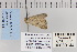  ( - CNCLEP 80144)  @13 [ ] CreativeCommons - Attribution Non-Commercial Share-Alike (2010) Canadian National Collection of Insects, Arachnids and Nematodes Canadian National Collection of Insects, Arachnids and Nematodes