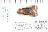  (Abagrotis bimarginalis - CNCLEP 80150)  @13 [ ] CreativeCommons - Attribution Non-Commercial Share-Alike (2010) Canadian National Collection of Insects, Arachnids and Nematodes Canadian National Collection of Insects, Arachnids and Nematodes