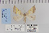  (Plataea polychroma - CNCLEP 80221)  @13 [ ] CreativeCommons - Attribution Non-Commercial Share-Alike (2010) Canadian National Collection of Insects, Arachnids and Nematodes Canadian National Collection of Insects, Arachnids and Nematodes
