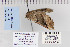  ( - CNCLEP 80237)  @12 [ ] CreativeCommons - Attribution Non-Commercial Share-Alike (2010) Canadian National Collection of Insects, Arachnids and Nematodes Canadian National Collection of Insects, Arachnids and Nematodes