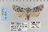  ( - CNCLEP 80246)  @13 [ ] CreativeCommons - Attribution Non-Commercial Share-Alike (2010) Canadian National Collection of Insects, Arachnids and Nematodes Canadian National Collection of Insects, Arachnids and Nematodes