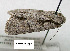  ( - acrorev gga16)  @13 [ ] Copyright (2010) Canadian National Collection of Insects, Arachnids and Nematodes Canadian National Collection of Insects, Arachnids and Nematodes