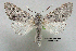 (Acronicta lepusculina - acrorev gga39)  @15 [ ] Copyright (2010) Canadian National Collection of Insects, Arachnids and Nematodes Canadian National Collection of Insects, Arachnids and Nematodes
