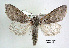  (Acronicta tota - acrorev gga4)  @14 [ ] Copyright (2010) Canadian National Collection of Insects, Arachnids and Nematodes Canadian National Collection of Insects, Arachnids and Nematodes