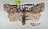  (Acronicta exempta - acrorev gga48)  @14 [ ] Copyright (2010) Canadian National Collection of Insects, Arachnids and Nematodes Canadian National Collection of Insects, Arachnids and Nematodes