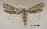  (Acronicta strigulata - acrorev gga50)  @15 [ ] Copyright (2010) Canadian National Collection of Insects, Arachnids and Nematodes Canadian National Collection of Insects, Arachnids and Nematodes