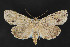  (Acronicta modica - CNCLEP 84157)  @14 [ ] CreativeCommons - Attribution Non-Commercial Share-Alike (2010) Canadian National Collection of Insects, Arachnids and Nematodes Canadian National Collection of Insects, Arachnids and Nematodes