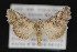  ( - CNCLEP 84236)  @12 [ ] CreativeCommons - Attribution Non-Commercial Share-Alike (2010) Canadian National Collection of Insects, Arachnids and Nematodes Canadian National Collection of Insects, Arachnids and Nematodes