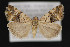  ( - CNCLEP 84260)  @14 [ ] CreativeCommons - Attribution Non-Commercial Share-Alike (2010) Canadian National Collection of Insects, Arachnids and Nematodes Canadian National Collection of Insects, Arachnids and Nematodes