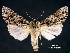 (Acronicta extricata - acrorev162)  @15 [ ] Unspecified (default): All Rights Reserved (2012) Don Lafontaine Unspecified