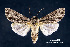  (Acronicta edolata - acrorev163)  @14 [ ] Unspecified (default): All Rights Reserved (2012) Don Lafontaine Unspecified