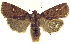  (Eupsilia cirripalea - 13-NCCC-026)  @15 [ ] CreativeCommons - Attribution (2013) CNC/CBG Photography Group Centre for Biodiversity Genomics
