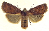  (Eupsilia tristigmata - 13-NCCC-034)  @14 [ ] CreativeCommons - Attribution (2013) CNC/CBG Photography Group Centre for Biodiversity Genomics