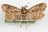  (Acrolophus robertus - DDAV-D591)  @11 [ ] CreativeCommons - Attribution (2010) Unspecified Centre for Biodiversity Genomics