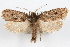  (Acrolophus lithopa - DDAV-D616)  @14 [ ] CreativeCommons - Attribution (2010) Unspecified Centre for Biodiversity Genomics