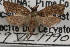  (Acrolophus acornus - DDAV-D373)  @13 [ ] CreativeCommons - Attribution (2010) Unspecified Centre for Biodiversity Genomics