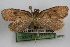  ( - DDAV-D439)  @13 [ ] CreativeCommons - Attribution (2010) Unspecified Centre for Biodiversity Genomics