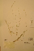  (Carex tenuiflora - TRH31884)  @11 [ ] CreativeCommons - Attribution Non-Commercial Share-Alike (2012) NTNU Museum of Natural History and Archaeology NTNU Museum of Natural History and Archaeology