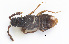  (Ecitopora CVB63 - cvb172mist002)  @11 [ ] CreativeCommons  Attribution Non-Commercial Share-Alike (2022) Christoph von Beeren TU Darmstadt