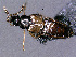  (Tetradonella CVB40 - cvb525_a2)  @11 [ ] CreativeCommons  Attribution Non-Commercial Share-Alike (2022) Christoph von Beeren TU Darmstadt