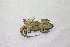  (Diplolaemus leopardinus - 14230RAr)  @13 [ ] Unspecified (default): All Rights Reserved (2014) L.J. Avila CENPAT
