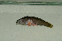  (Pseudochromis sp. 2 New Caledonia - MNHN_PE559)  @11 [ ] CreativeCommons - Attribution Non-Commercial Share-Alike (2014) Michel Kulbicki IRD