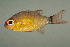  (Ostorhinchus aureus - MNHN_PE596)  @14 [ ] CreativeCommons - Attribution Non-Commercial Share-Alike (2014) Michel Kulbicki IRD