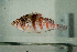  (Cirrhitichthys falco - MNHN_PE683)  @14 [ ] CreativeCommons - Attribution Non-Commercial Share-Alike (2014) Michel Kulbicki IRD