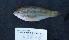  (Scarus rivulatus - MNHN_PE869)  @13 [ ] CreativeCommons - Attribution Non-Commercial Share-Alike (2014) Michel Kulbicki IRD