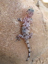  (Hemidactylus - IBES3460)  @15 [ ] CreativeCommons - Attribution Non-Commercial No Derivatives (2015) Salvador Carranza IBE, Institute of Evolutionary Biology (CSIC-UPF)