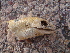  (Scincopus fasciatus - CIBIO.6639)  @11 [ ] Copyright (c) (2012) JC Brito CIBIO