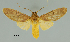  (Phaeomolis nr. obscurata - MUSM-ArctVBC102)  @15 [ ] Copyright (2017) Juan Grados Museo de Historia Natural, UNMSM, Lima, Perú