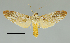  (Astralarctia pulverosa - MUSM-ArctVBC177)  @15 [ ] Copyright (2017) Juan Grados Museo de Historia Natural, UNMSM, Lima, Perú