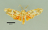  (Paranerita maculata - MUSM-ArctVBC199)  @15 [ ] Copyright (2017) Juan Grados Museo de Historia Natural, UNMSM, Lima, Perú