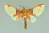  (Neonerita affinis - MUSM-ArctVBC284)  @11 [ ] Copyright (2017) Juan Grados Museo de Historia Natural, UNMSM, Lima, Perú