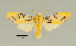  (Lepidokirbyia sp - MUSM-ArctVBC286)  @11 [ ] Copyright (2018) Juan Grados Museo de Historia Natural, UNMSM, Lima, Perú