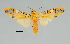  (Gorgonidia nr. buckleyi - MUSM-ArctVBC347)  @11 [ ] Copyright (2018) Juan Grados Museo de Historia Natural, UNMSM, Lima, Perú